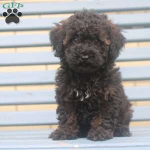 Lilly, Miniature Poodle Puppy